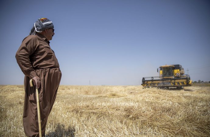 کۆتا بڕەی پارەی گەنمی جوتیارانی هەرێمی کوردستان دەگاتە هەرێم